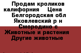 Продам кроликов (калифорния) › Цена ­ 700 - Белгородская обл., Яковлевский р-н, Смородино с. Животные и растения » Другие животные   
